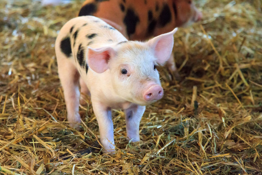 Image for In newborn piglets does drying versus no intervention reduce the risk of mortality pre-weaning?