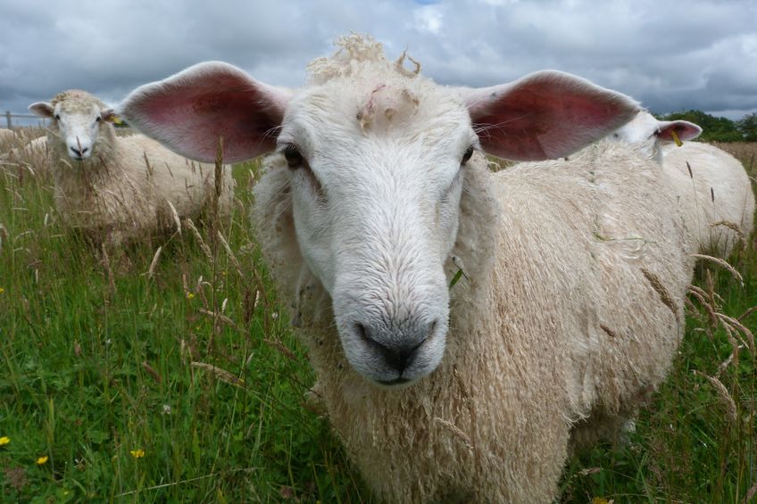 Image for Can vaccinating sheep reduce the occurrence of caseous lymphadenitis?