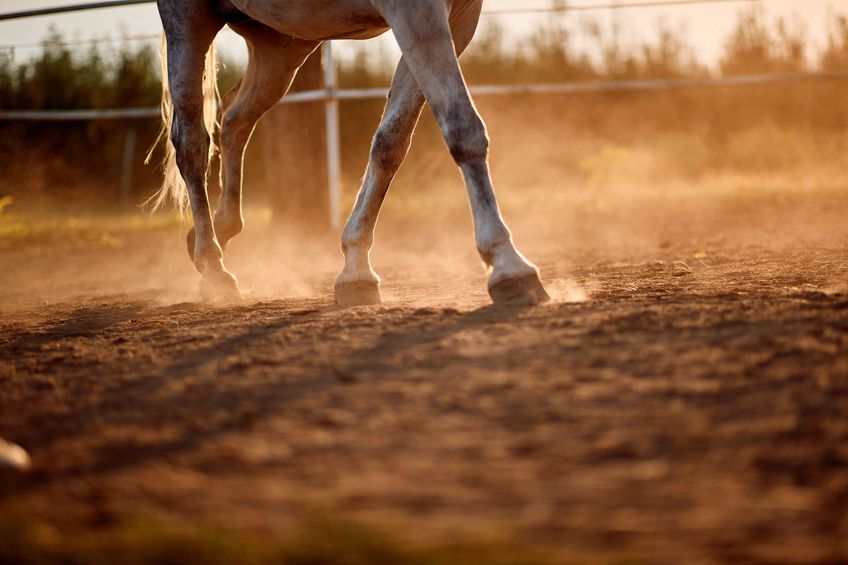 Image for In horses with osteoarthritis, is mesenchymal stem cell therapy more effective at managing lameness than intra-articular corticosteroids?