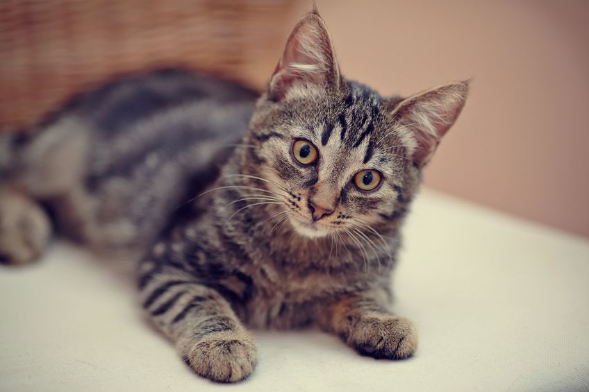 Nice striped domestic kitten domestic kitten with yellow eyes