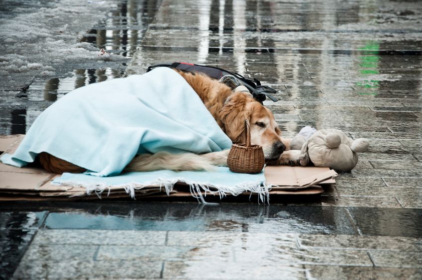 Image for Among homeless individuals, does owning a pet improve their mental health?