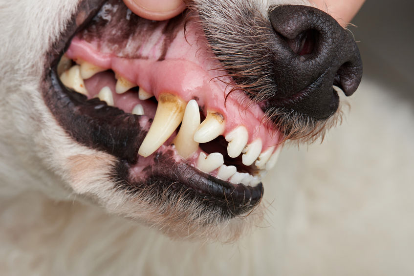 Image for In Dogs Does Feeding Raw Dietary Treats Reduce or Prevent Periodontal Disease?