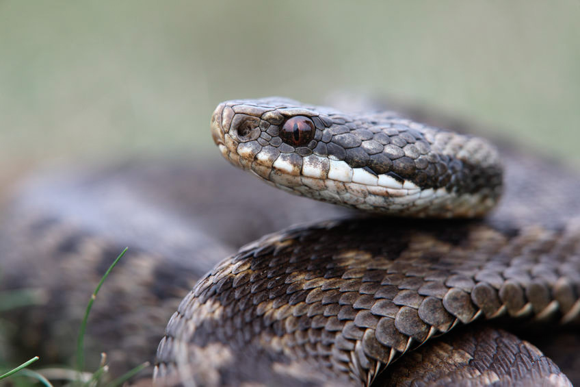 Image for In Dogs Bitten by the European Adder (Vipera Berus), Do Corticosteroids and Supportive Treatment Improve Clinical Outcome Compared to Supportive Treatment Alone?