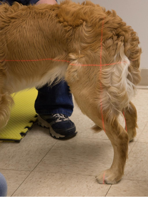 Image for Evaluation of Factors Influencing Thigh Circumference Measurement in Dogs
