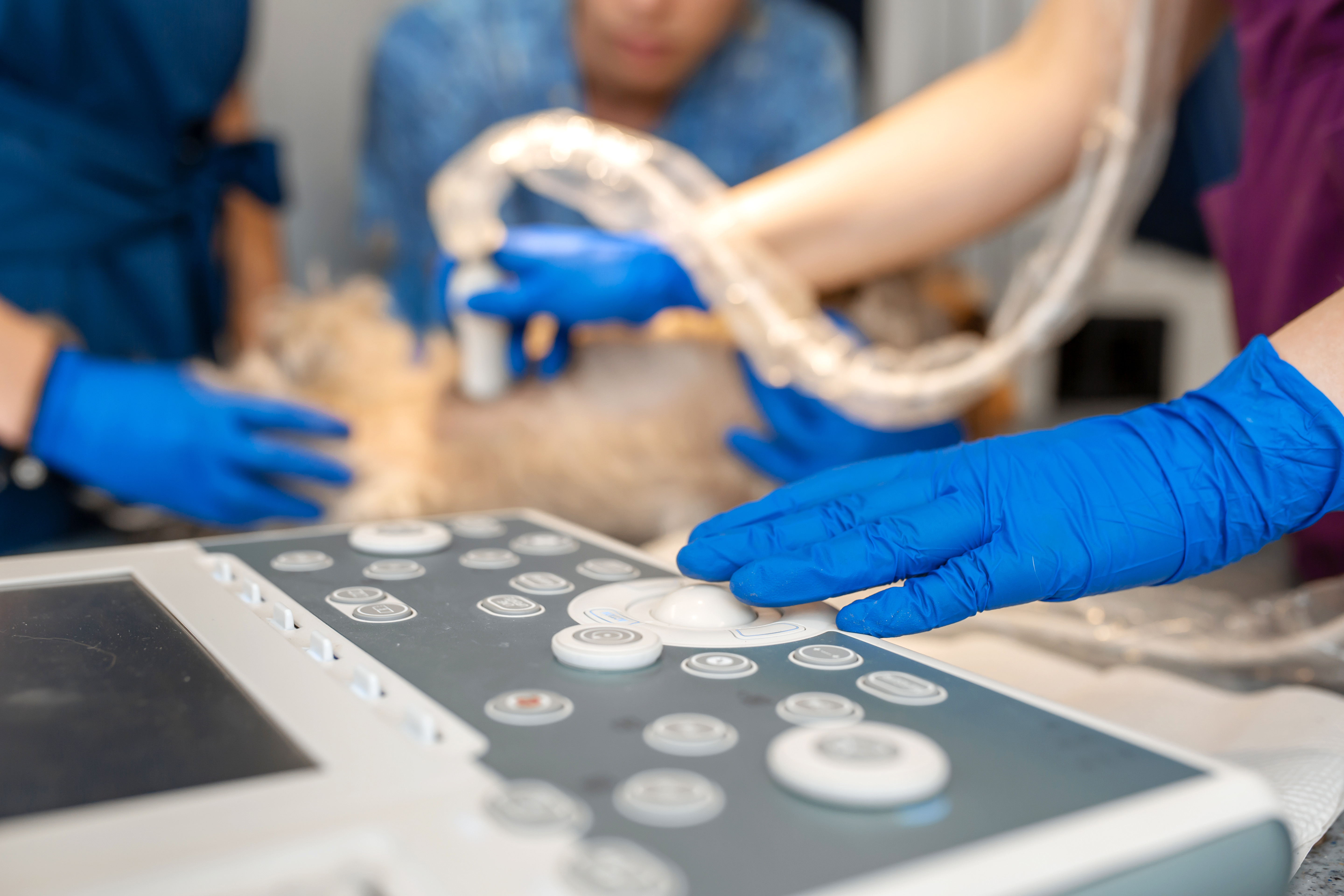 Professional pet doctors doing ultrasound scan for dog breed yorkshire terrier inside pet ambulance car