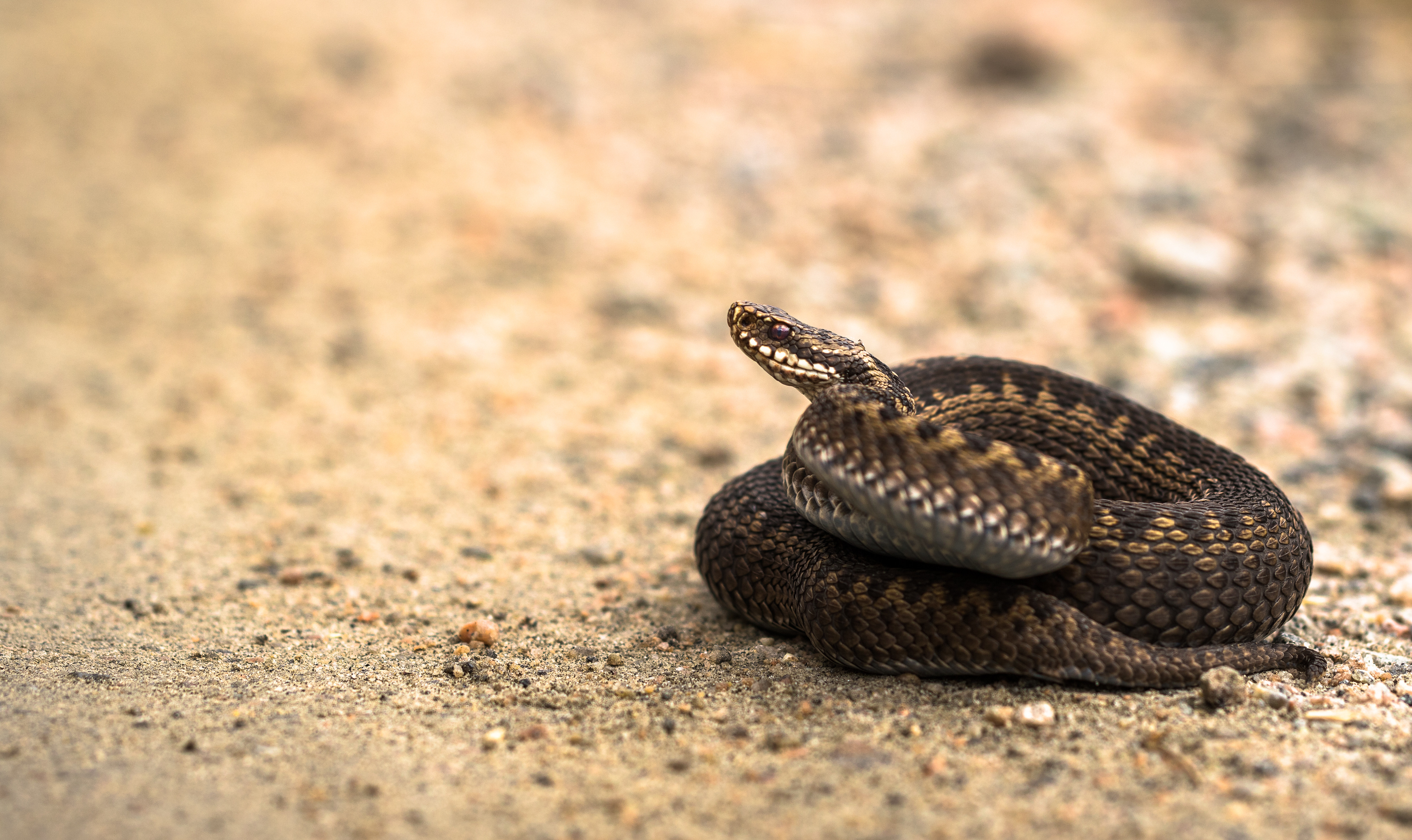 Brown female of Common European Adder, Vipera berus, lying on sand road