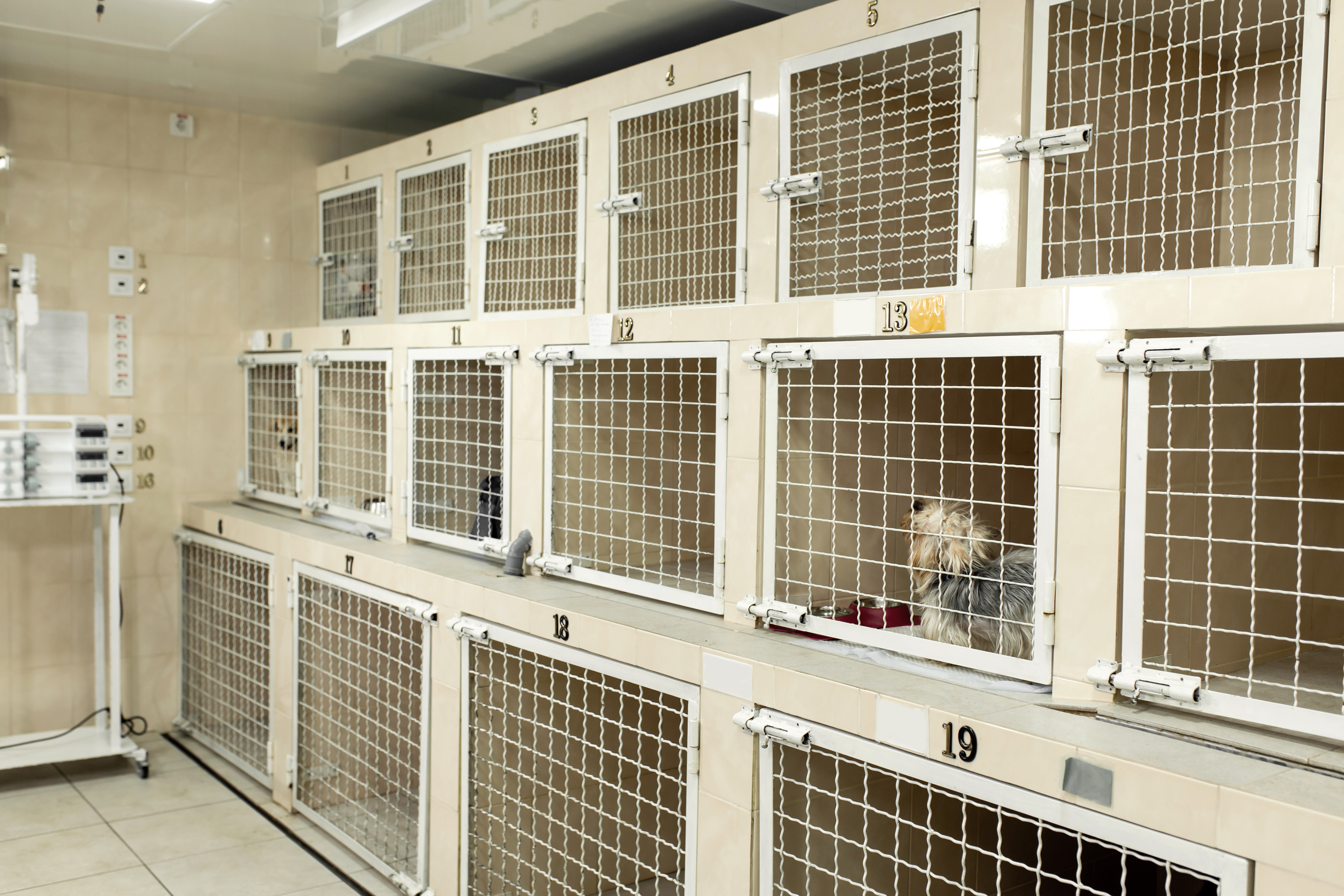 Cage for dogs in a veterinary clinic. Pet care concept.