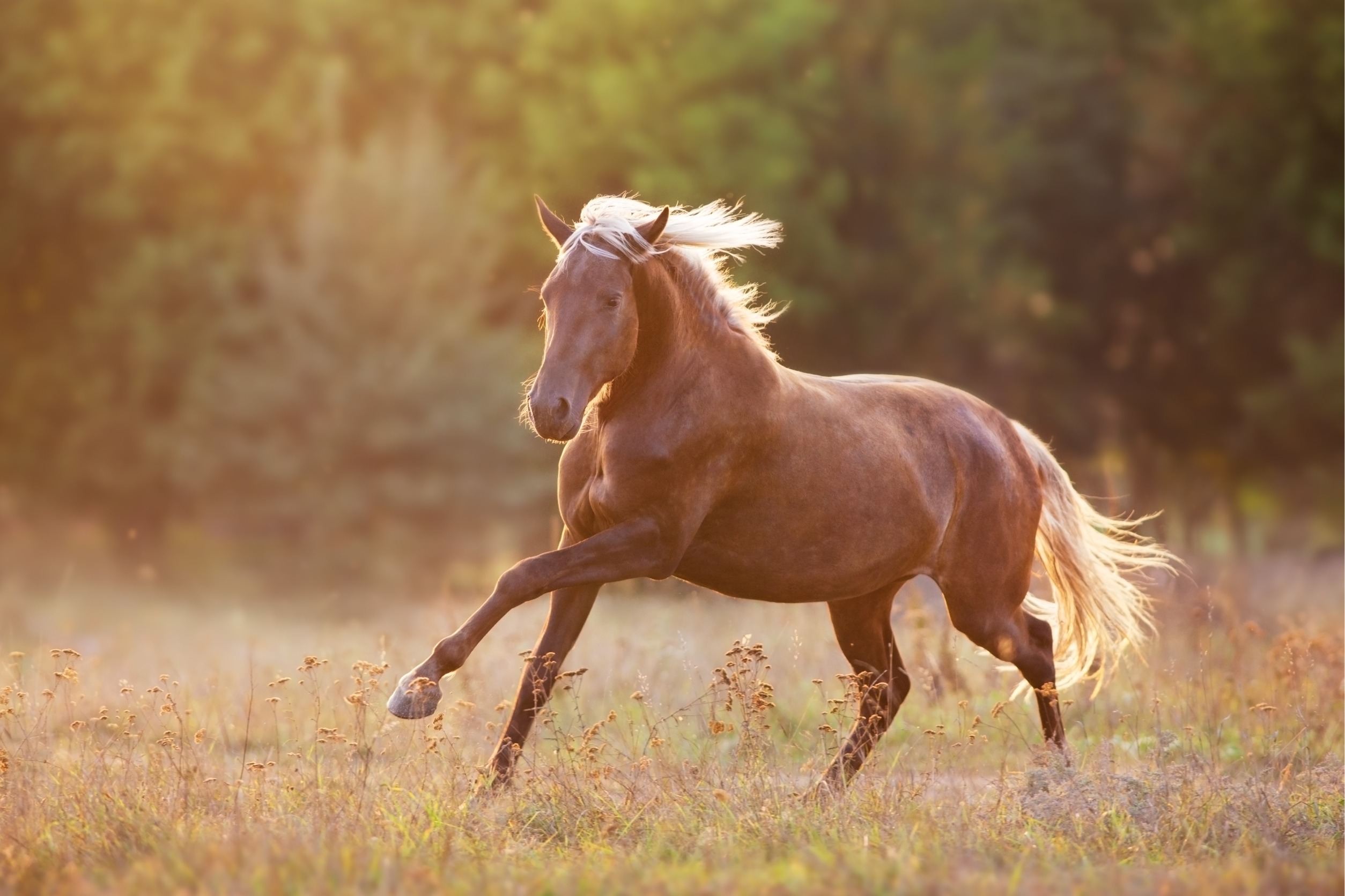 Image for In horses undergoing volatile anaesthesia, is recovery quality superior with sevoflurane compared to isoflurane?
