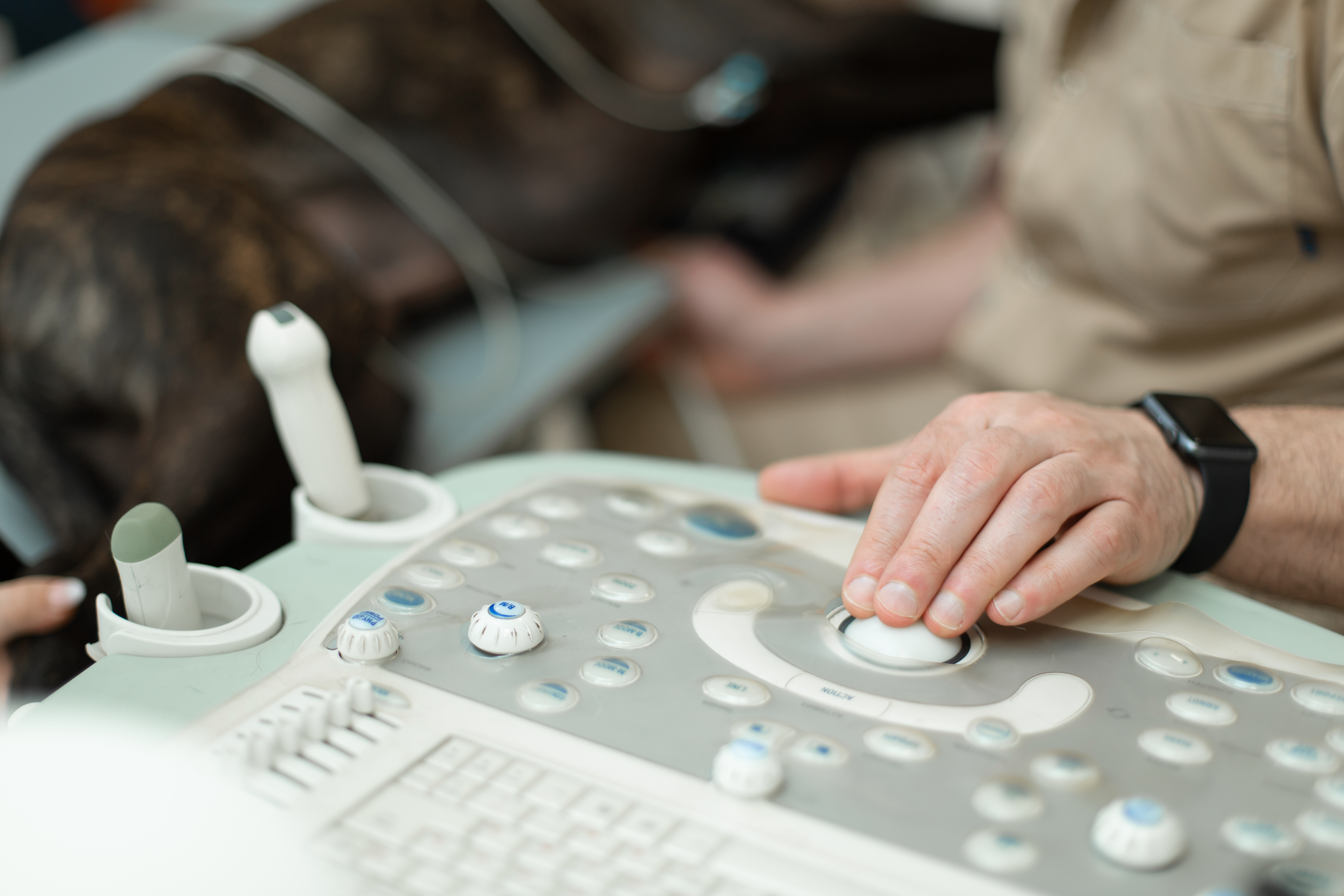 Doctor veterinarian makes ultrasound and cardiogram of the dog's heart in the office. The hand of a male doctor on an ultrasound machine closeup.