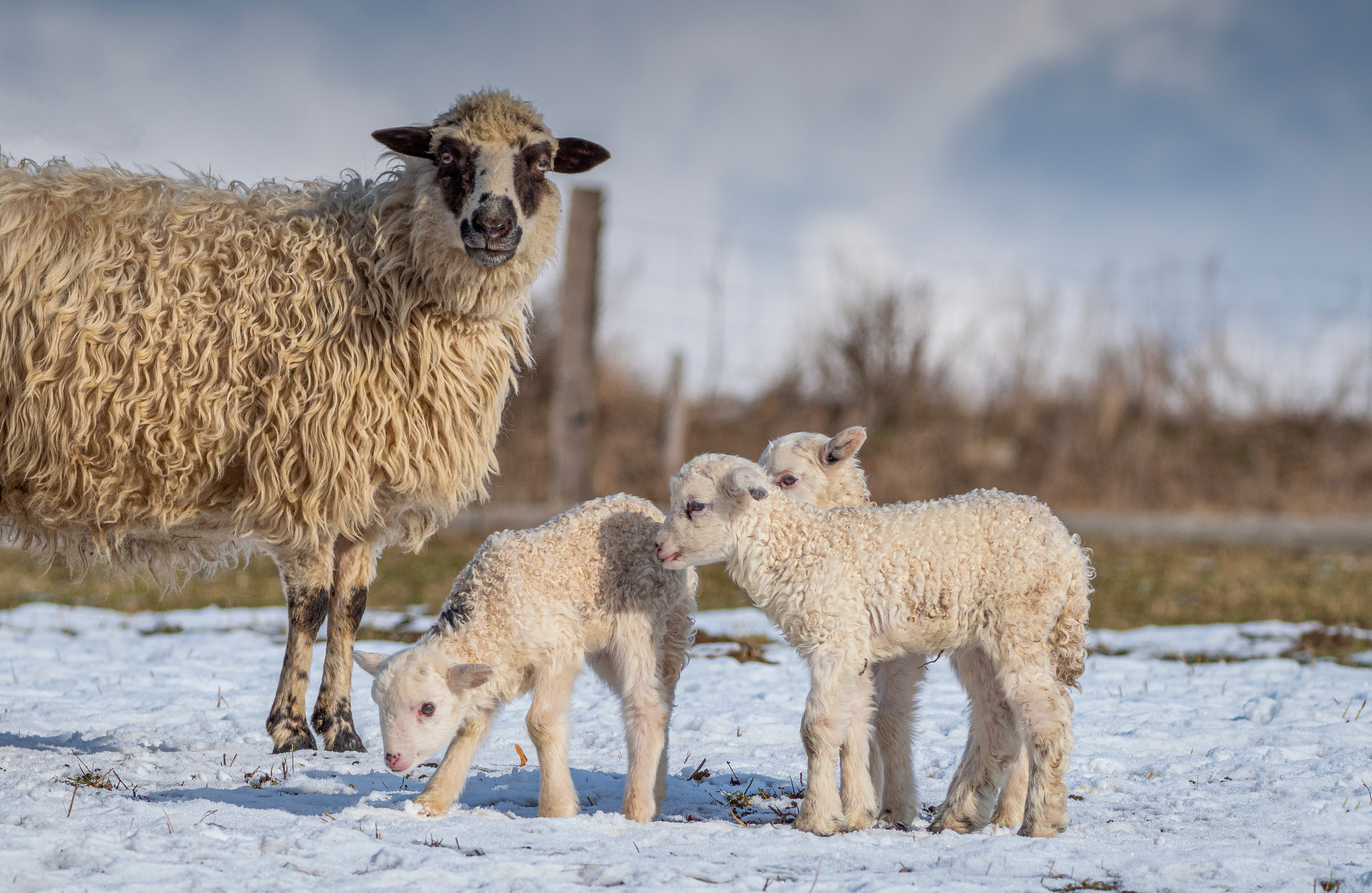 cute newborn lambs on a farm - close up - early spring