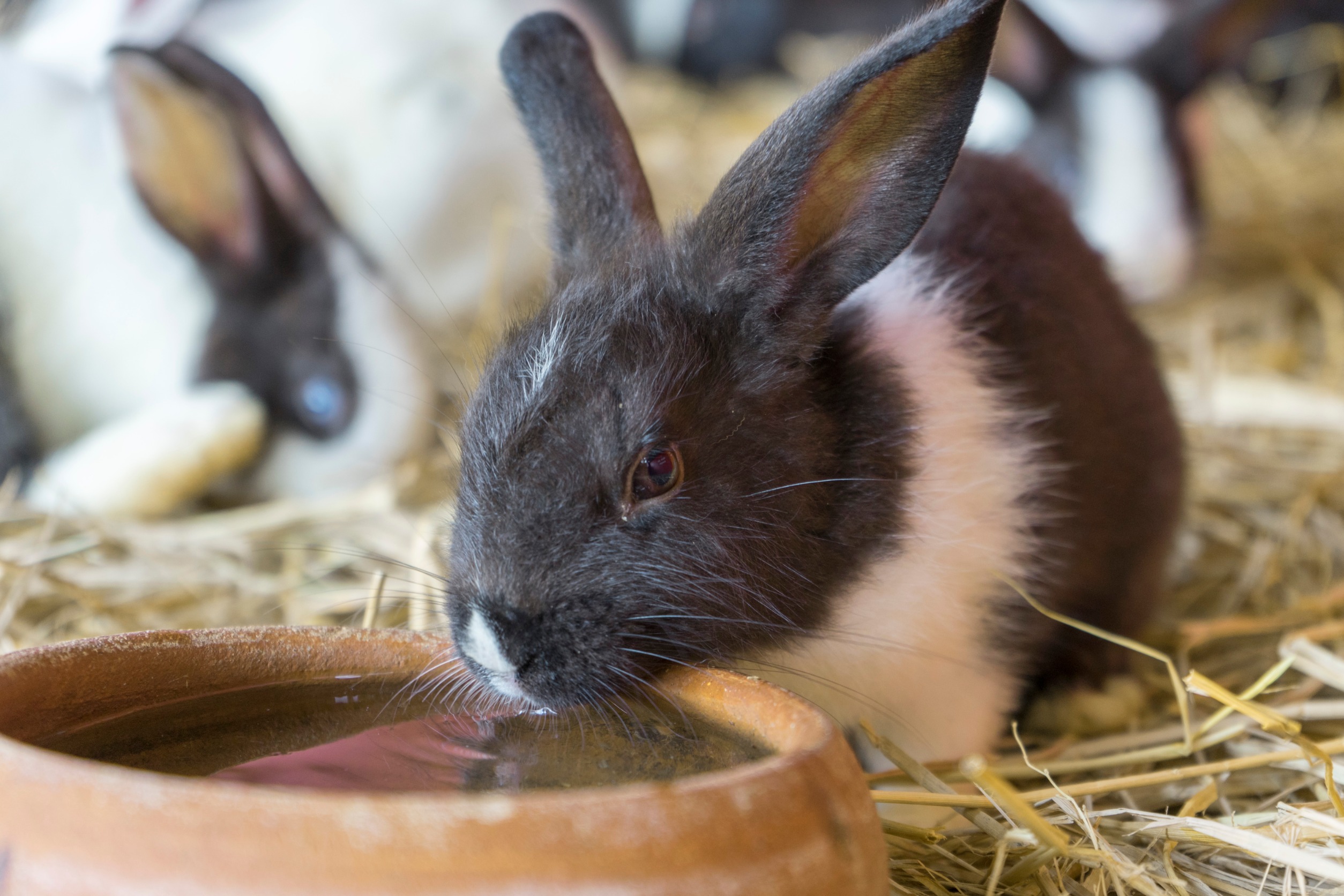 New Zealand Rabbit in a farm
