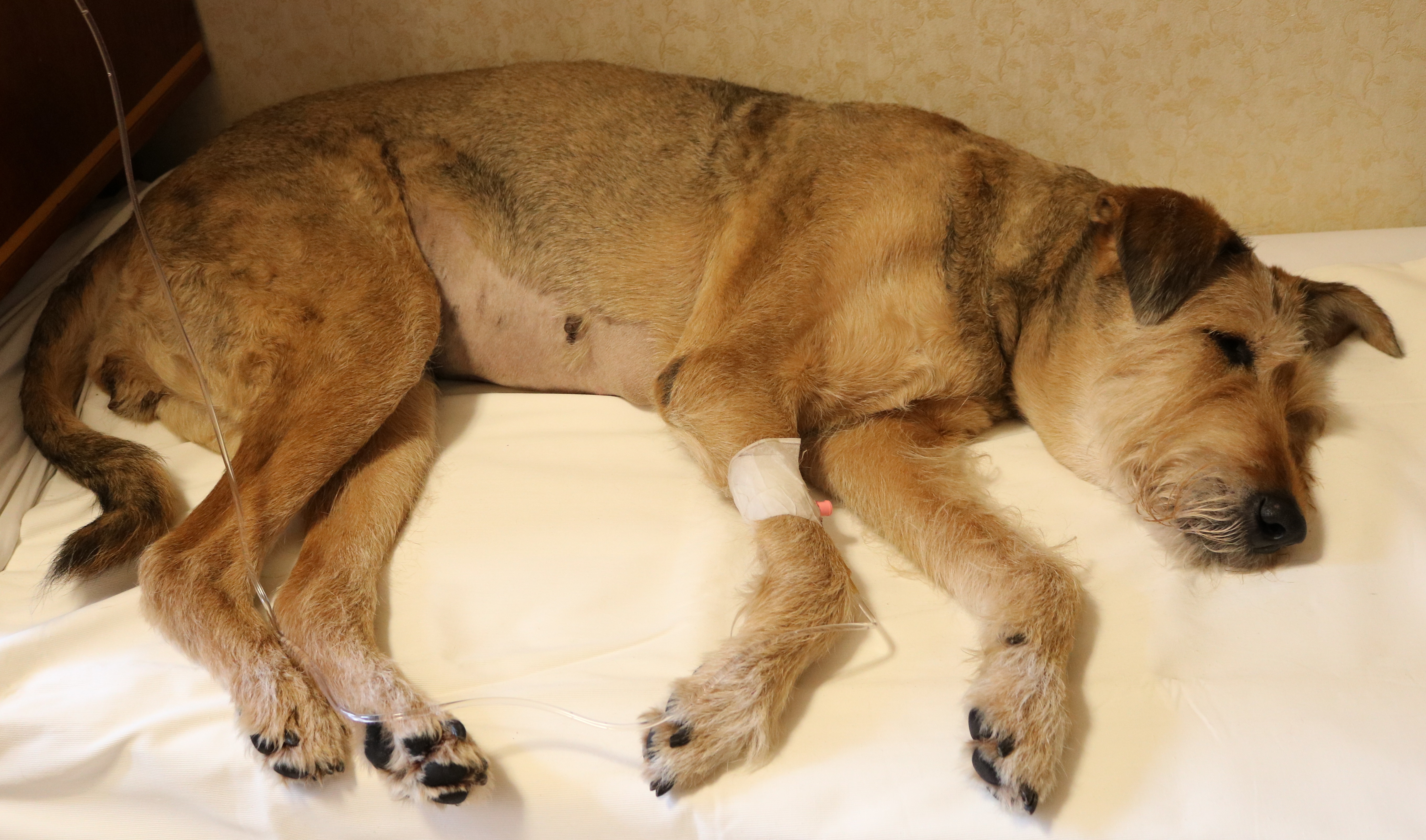 A dog is sick, and it is administered IV