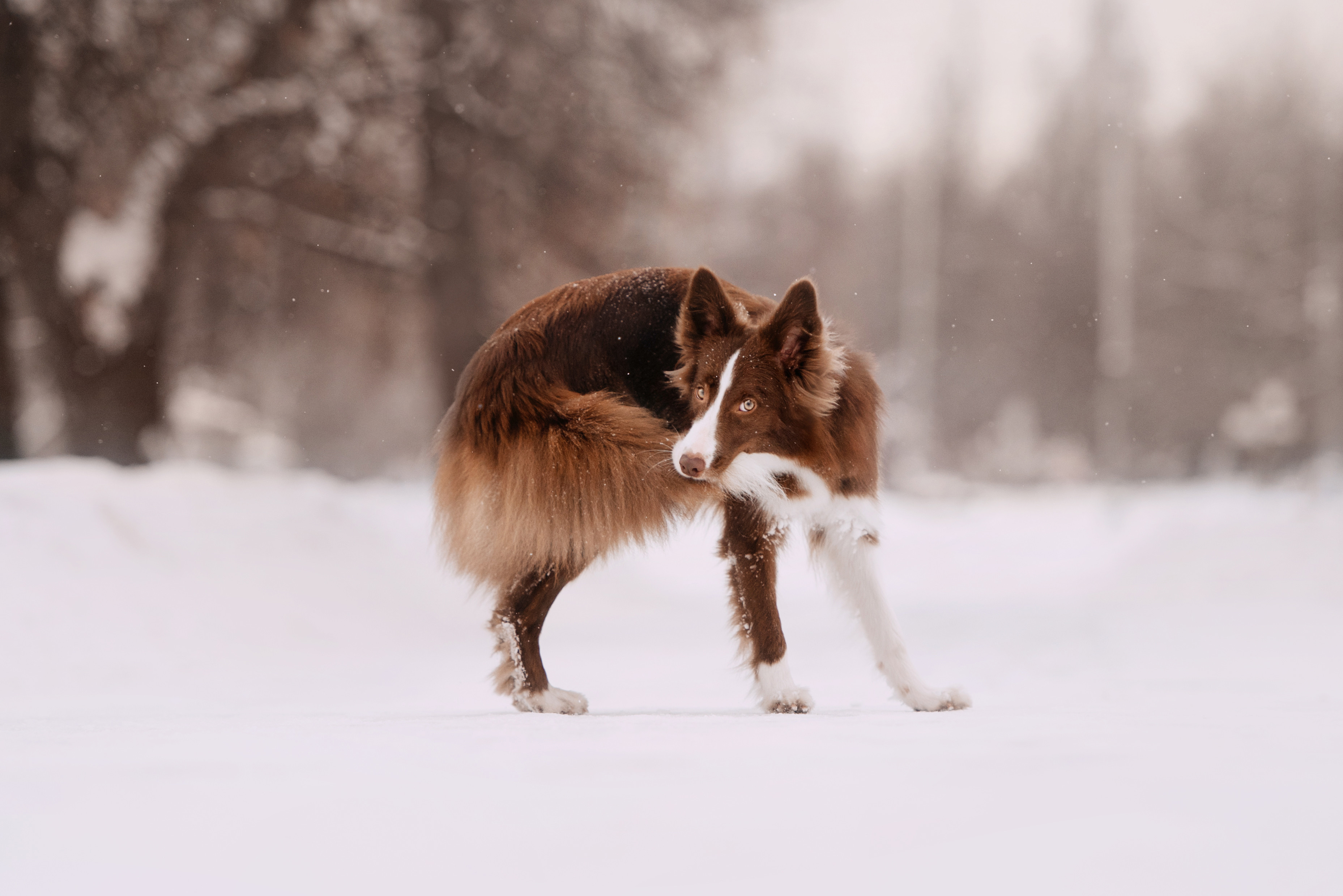 Border Collie dog catching his own tail outdoors in winter