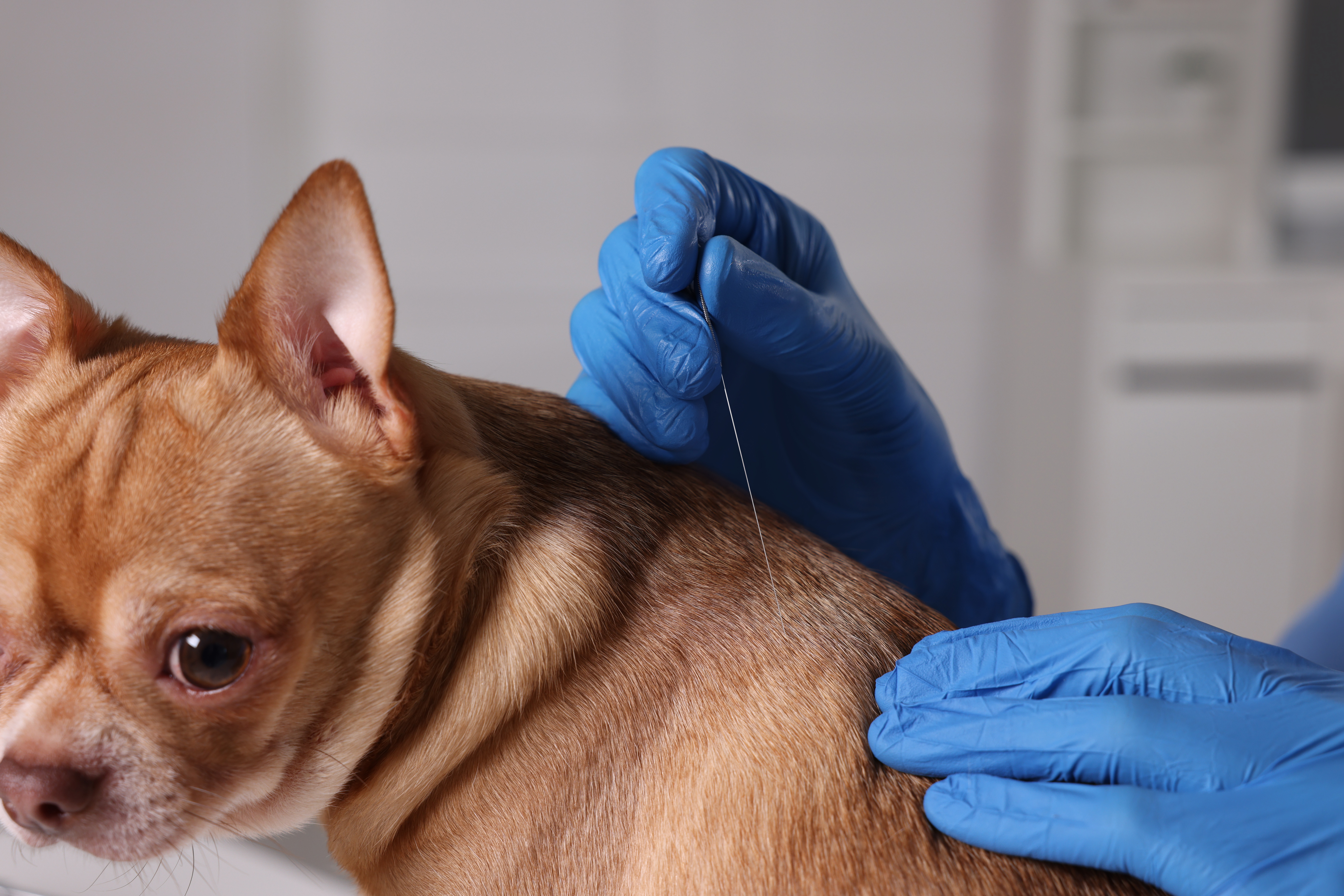 Chihuahua, Veterinary, Gloved Hands, Acupuncture, Mid-Spine