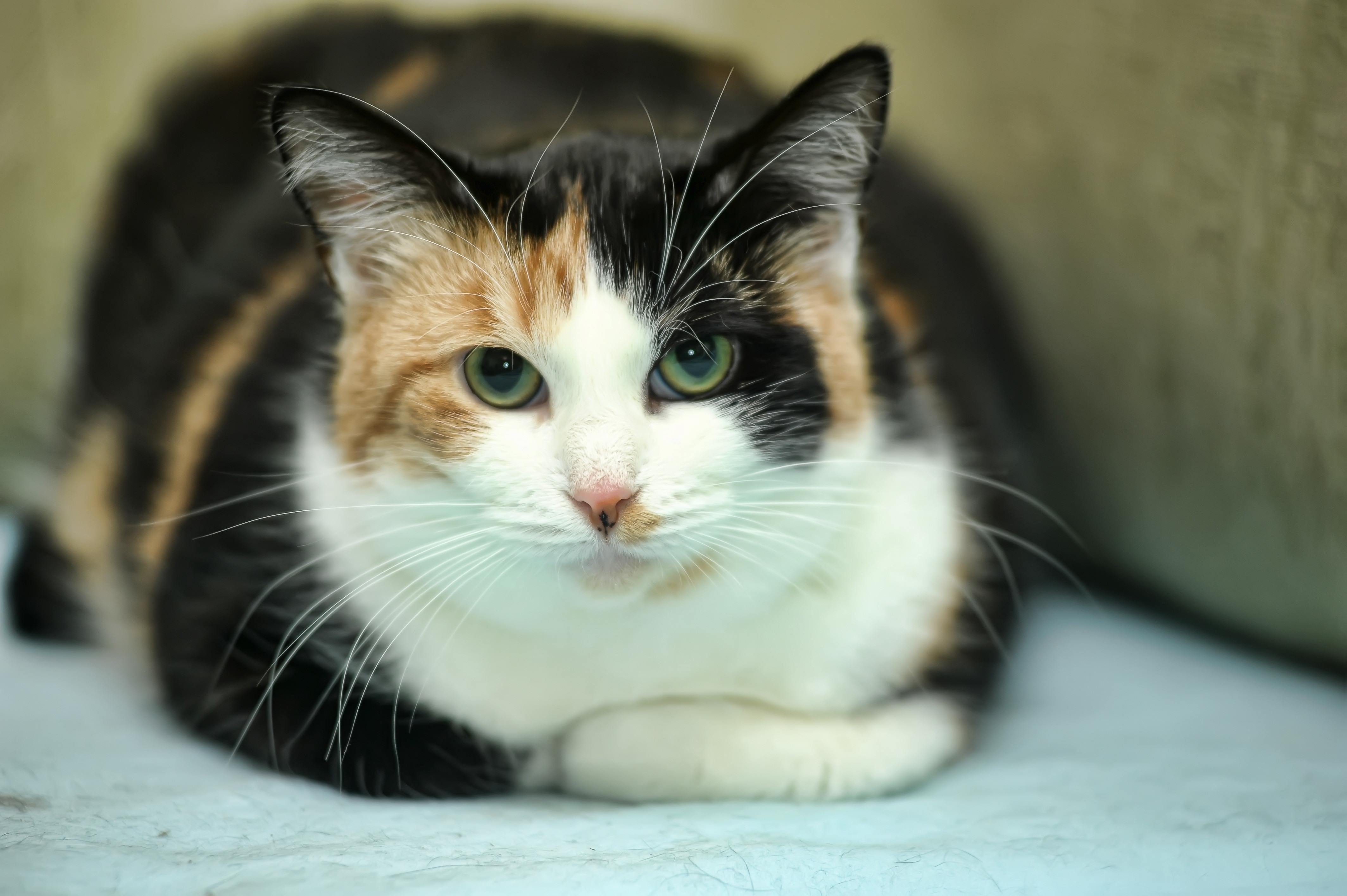 a tortoiseshell-coloured cat lies down, front paws tucked under her, facing the camera