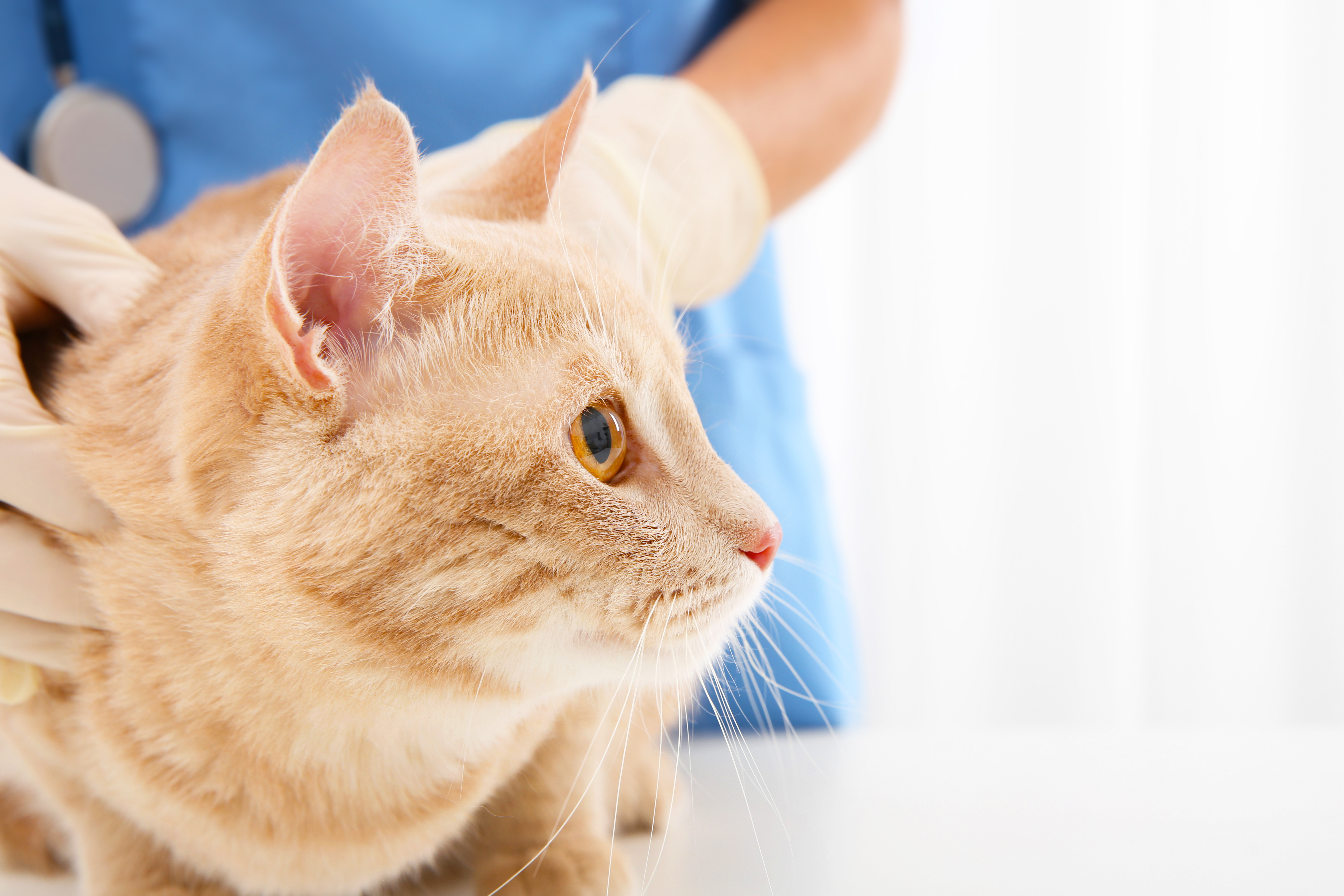 Alert, wary ginger cat during a veterinary visit, on the table, ears pricked, close to the camera but looking off away from us, the veterinarian's hands hold the cat in place by the shoulder and back.