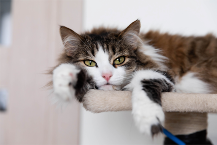 A white and brown coloured long haired cat lies on the platform of a cat tower, one paw catching the end of a cat toy.