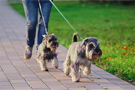 Two Miniature Schnauzers walk with their owners in the park. It's a sunny afternoon. The bigger one trots ahead of the smaller.