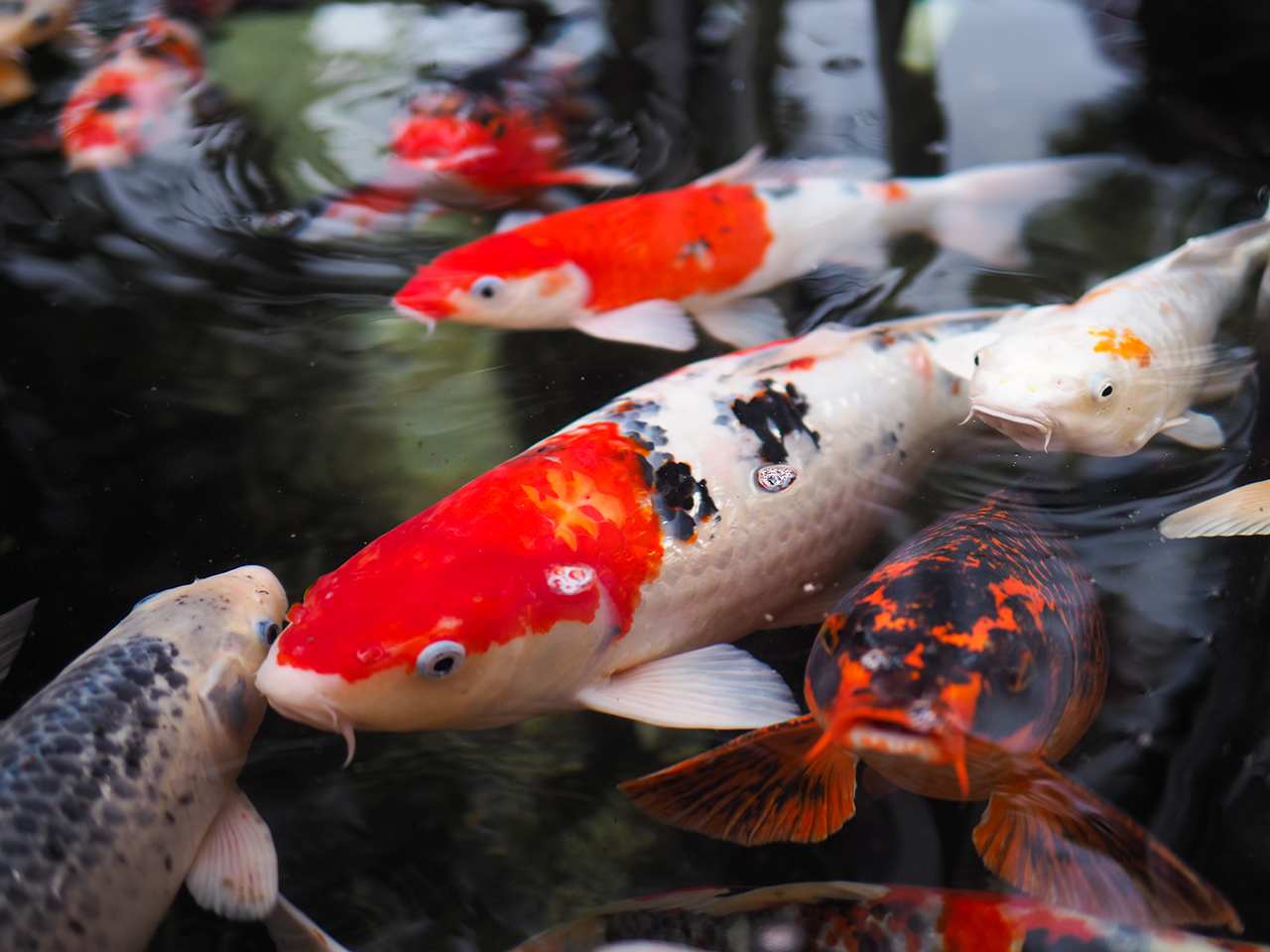 Koi carp in a pond, in the foreground, one with orange and white scales, just next to them, another with orange and black scales. Ripples in the water as they surface.