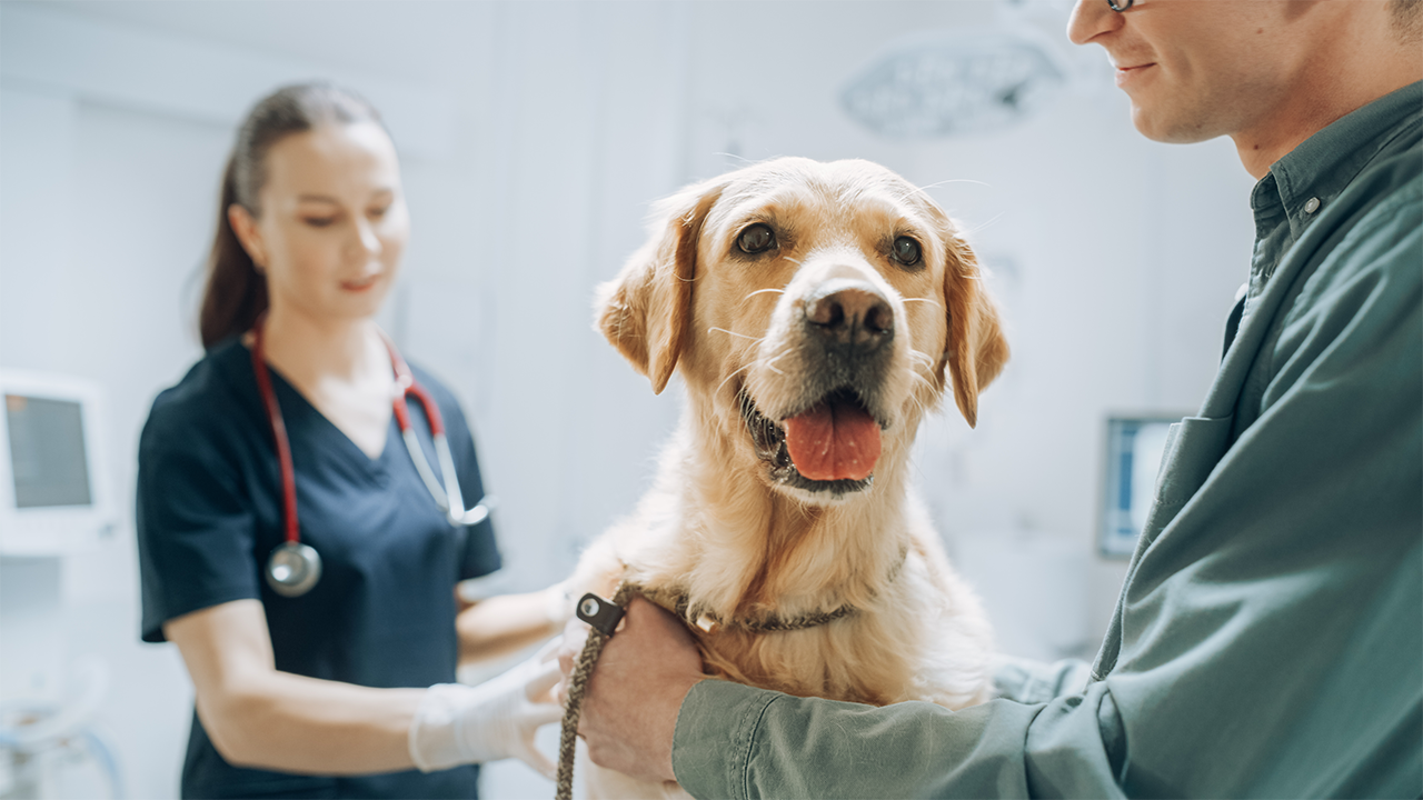 A golden retriever looks on, mouth open, tongue outstretched, mid-pant. Two veterinarians prepare it for surgery, arms gently holding the retriever in place.
