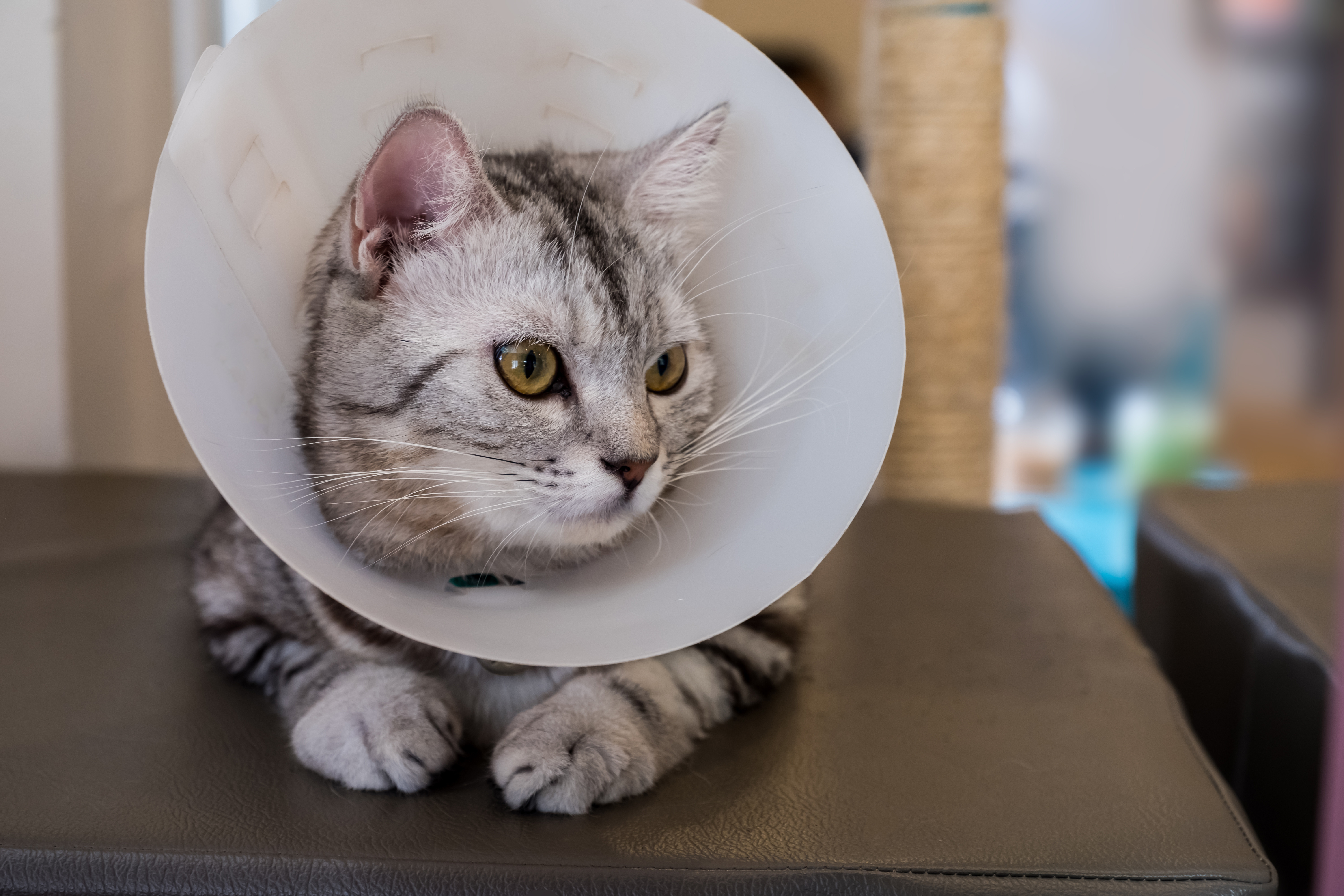 Silver-haired cat facing the viewer, looking just off-camera. The cat is wearing a cone.