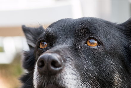 An old dog with black fur (speckled grey) and a whiter snout looks over the shoulder of the camera's view, brown eyes towards the sky.