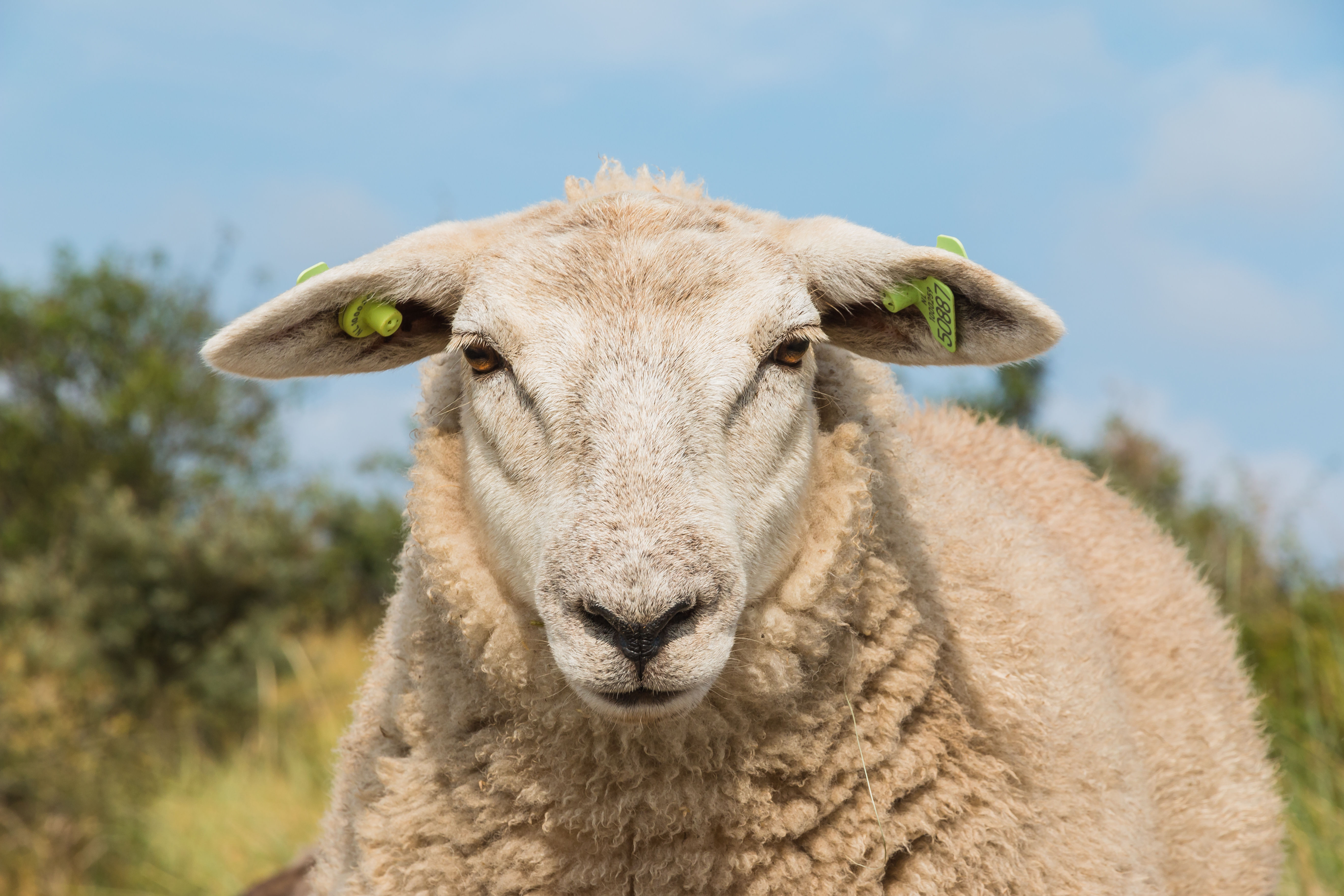 A white-coated sheep stares into the camera head-on, yellow tags in either ear. The sun beats brightly, with the trees a blur of green canopy behind her.