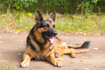 An adult German Shepherd lies down on a dirt path in a park, looking off-right to the viewer. The dog is watching something, but is relaxed.