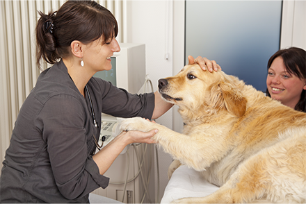 Image for Evidence-based veterinary medicine at 20 – a commentary on historical, philosophical, practical and ethical aspects
