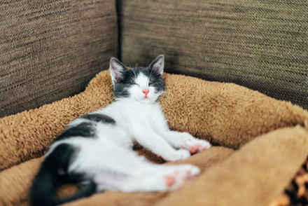 Image for Should we recommend spaying cats for mammary tumour prevention, and if so, at what age?